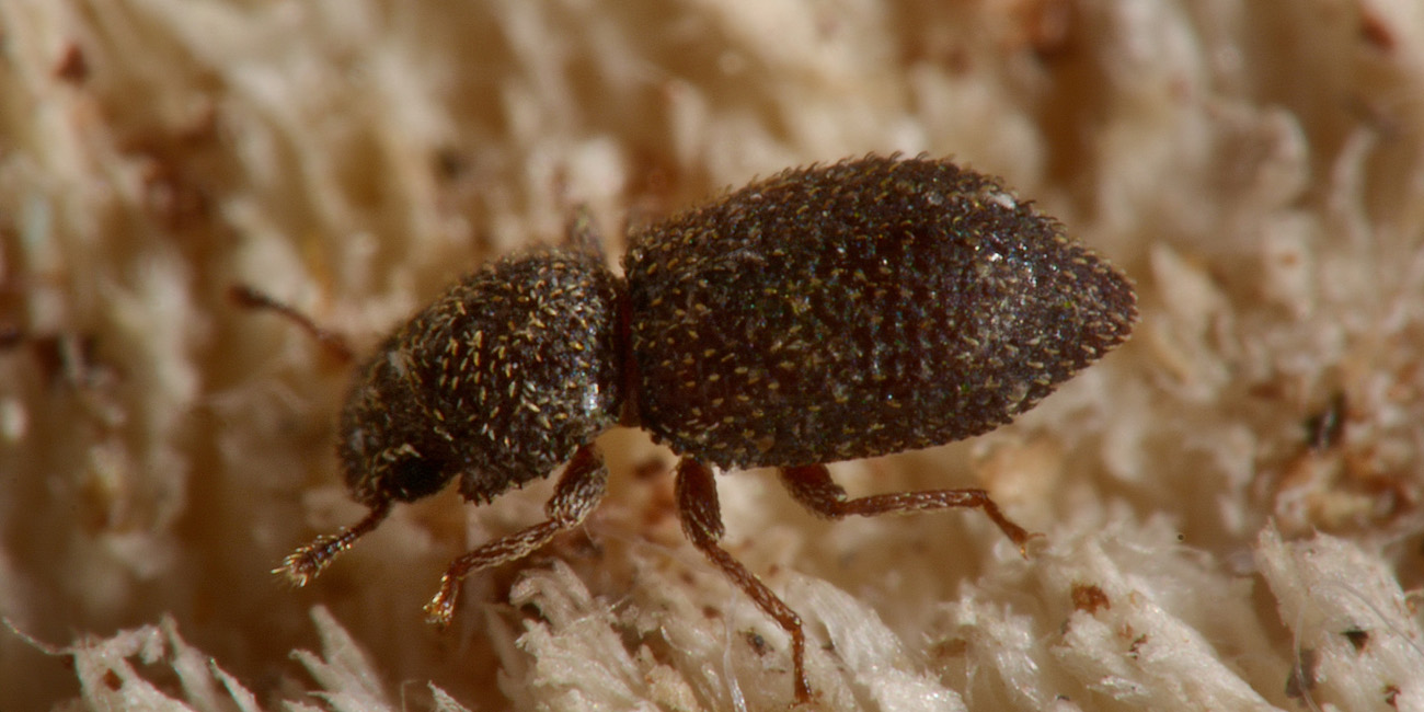 Zopheridae: Coxelus pictus